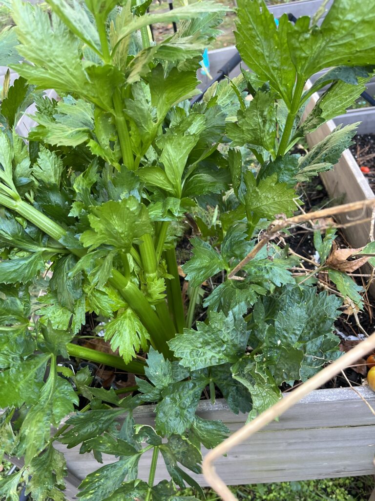 azomite minerals, celery plant, growing celery, best garden minerals, best garden fertilizer