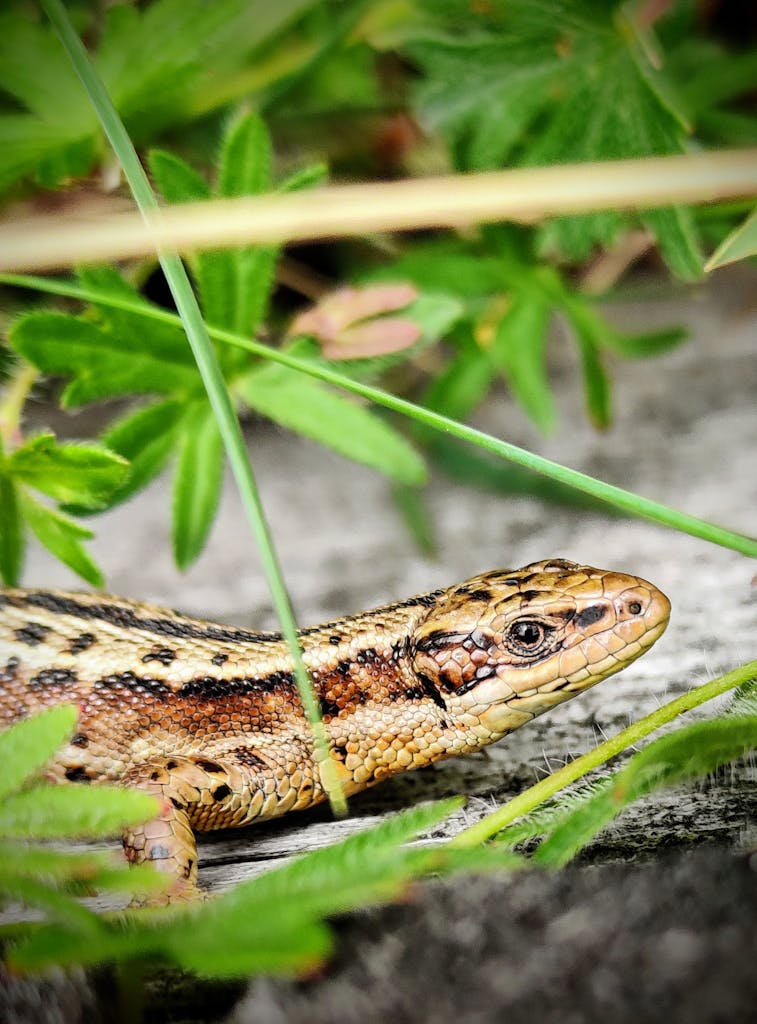 snakes, garden, poisonous snakes, get rid of snakes