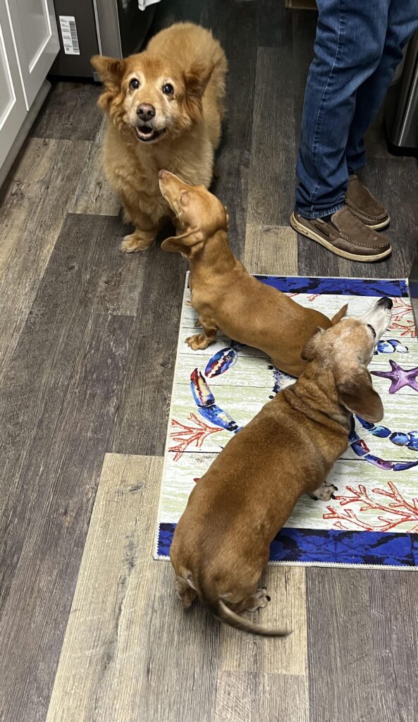 Three dogs, including two dachshunds, sit by annamaet pet food bags on a kitchen floor near a person’s legs.