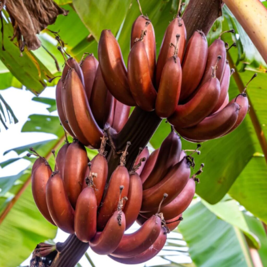 Clusters of ripe red bananas hanging from a tree, with some bananas rotting amid lush green leaves in the background.