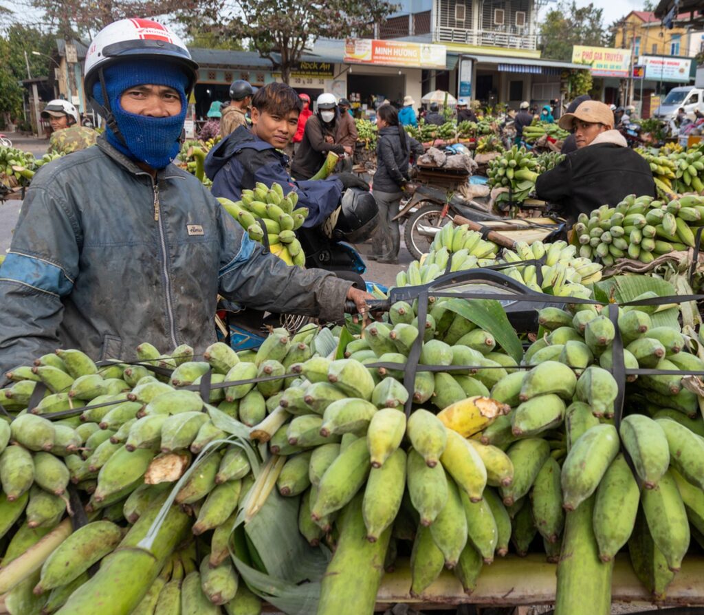 Vendors on motorbikes loaded with green bananas gather at a busy outdoor market, ensuring they avoid bananas rotting.