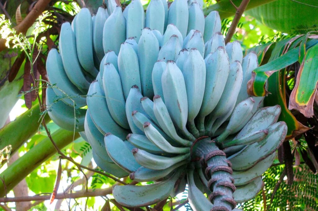 Cluster of blue bananas, some rotting, growing on a tree surrounded by green leaves in bright outdoor light.
