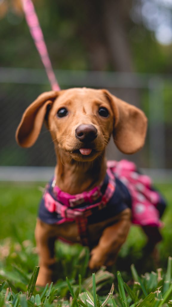 Dachshund Puppy in Clothes, laundry detergetn, blankets