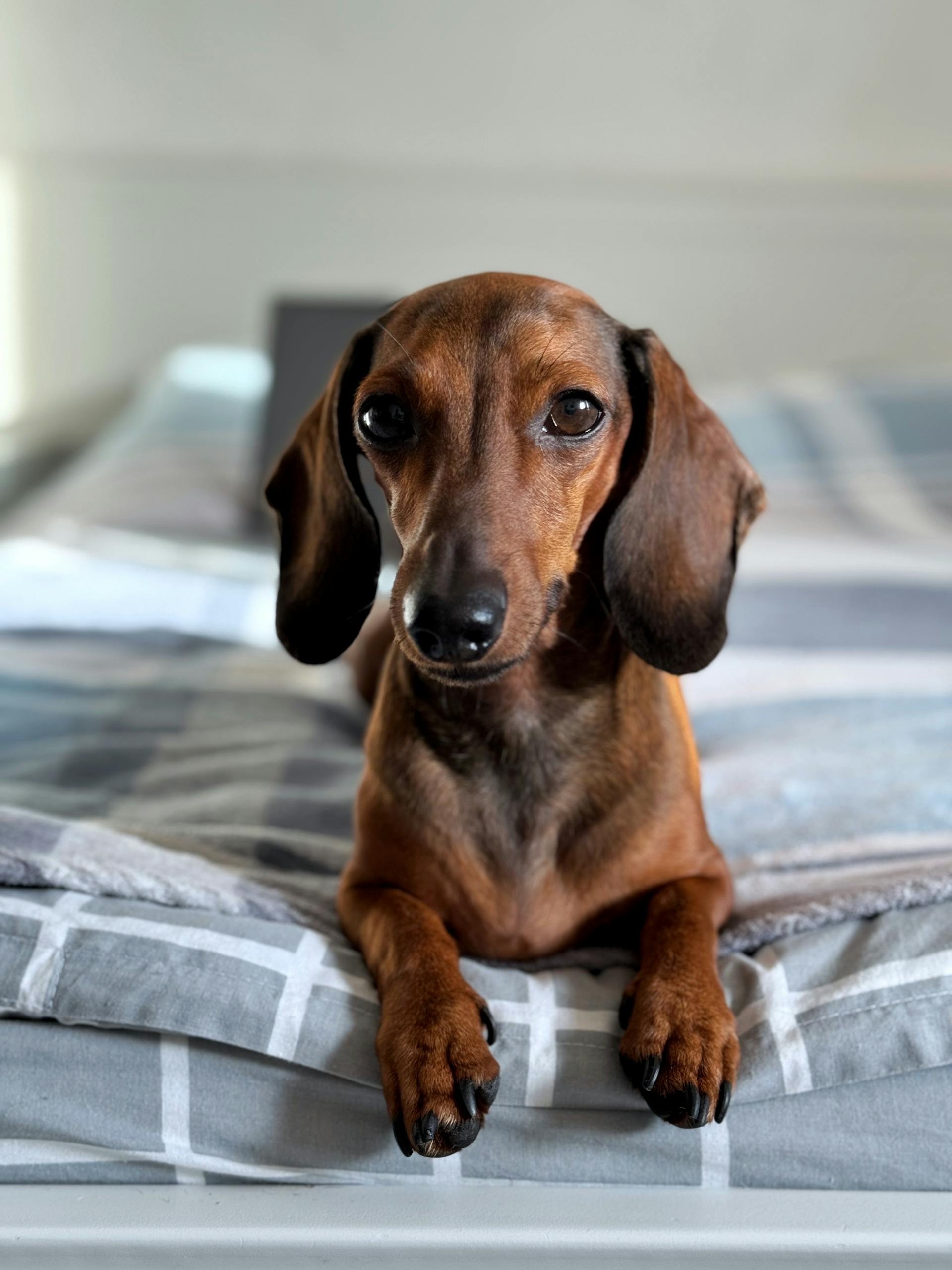 Dachshund,baby dachsunds