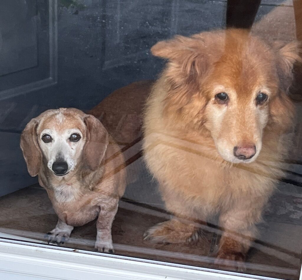 A small dachshund and a fluffy golden dog, eager for their Annamaet treats, sit by the glass door side by side.