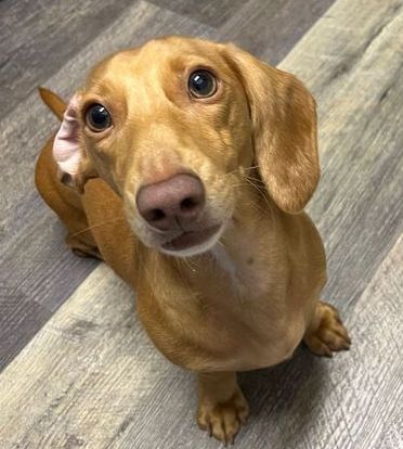 A tan dachshund with one ear flipped back gazes up, eager for annamaet treats, sitting on a wood-look floor.