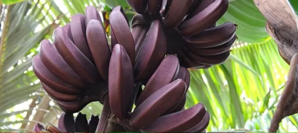 A close-up of clusters of ripe red bananas, some showing signs of bananas rotting, with green leaves in the background.
