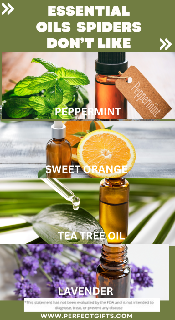 natural oils spiders, get rid of spiders, spiders in my house