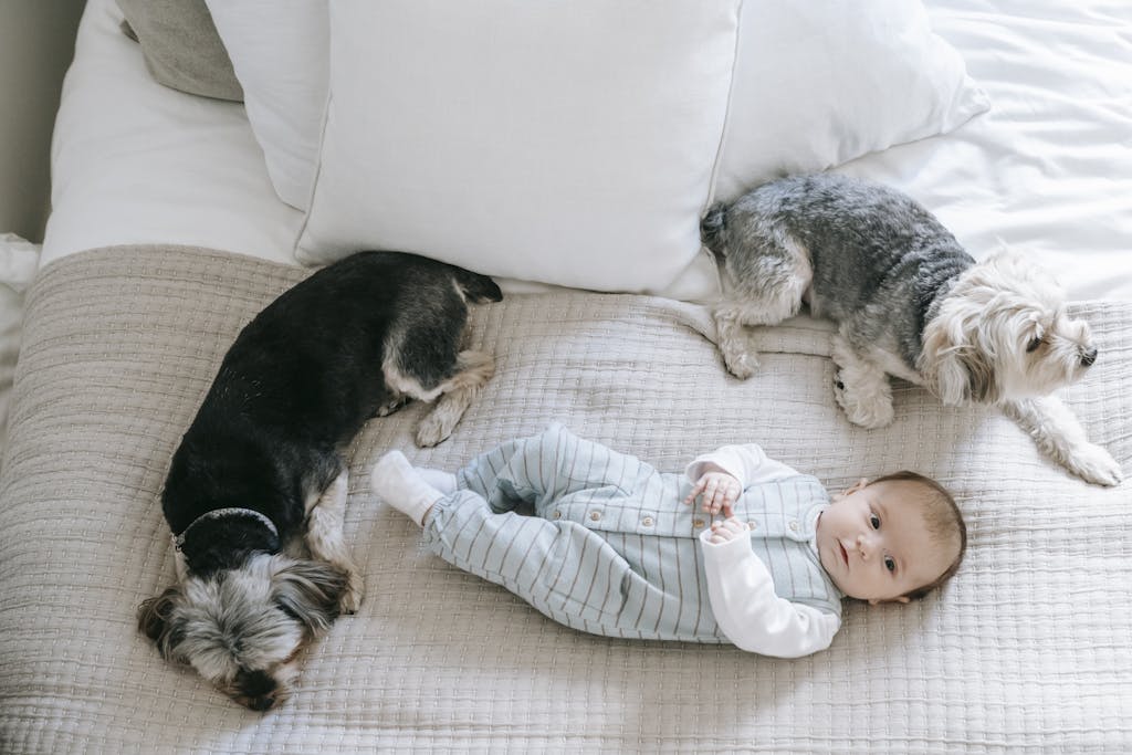 Baby and Morkies on bed near pillows, dogs laundry detergetn, pet detergent