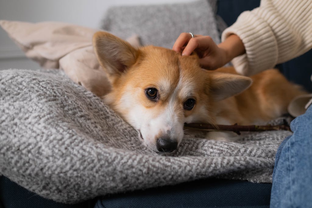 dog blanket, laundry detergent dogs