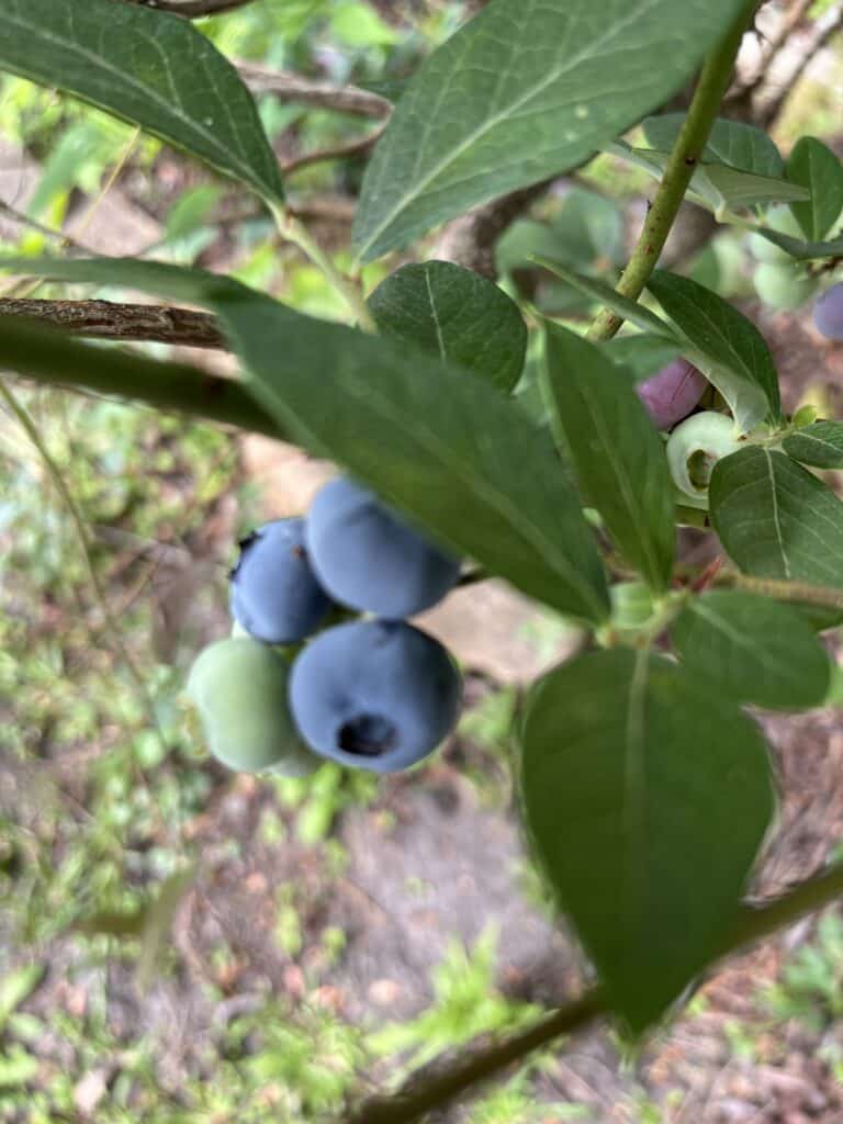 Close-up of blueberries and green leaves, perfect for a refreshing Blueberry Basil Lemonade Spring Cocktail inspiration.