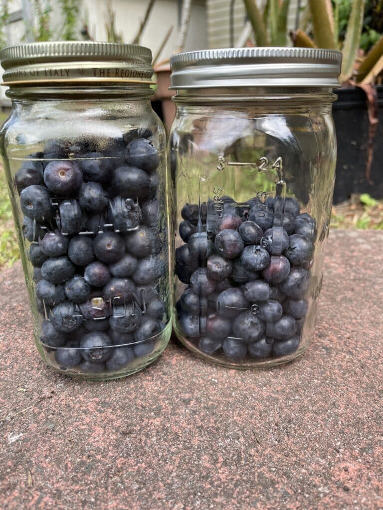 Two mason jars filled with blueberries sit outdoors, perfect for Blueberry Recipes from My Garden, with plants behind.