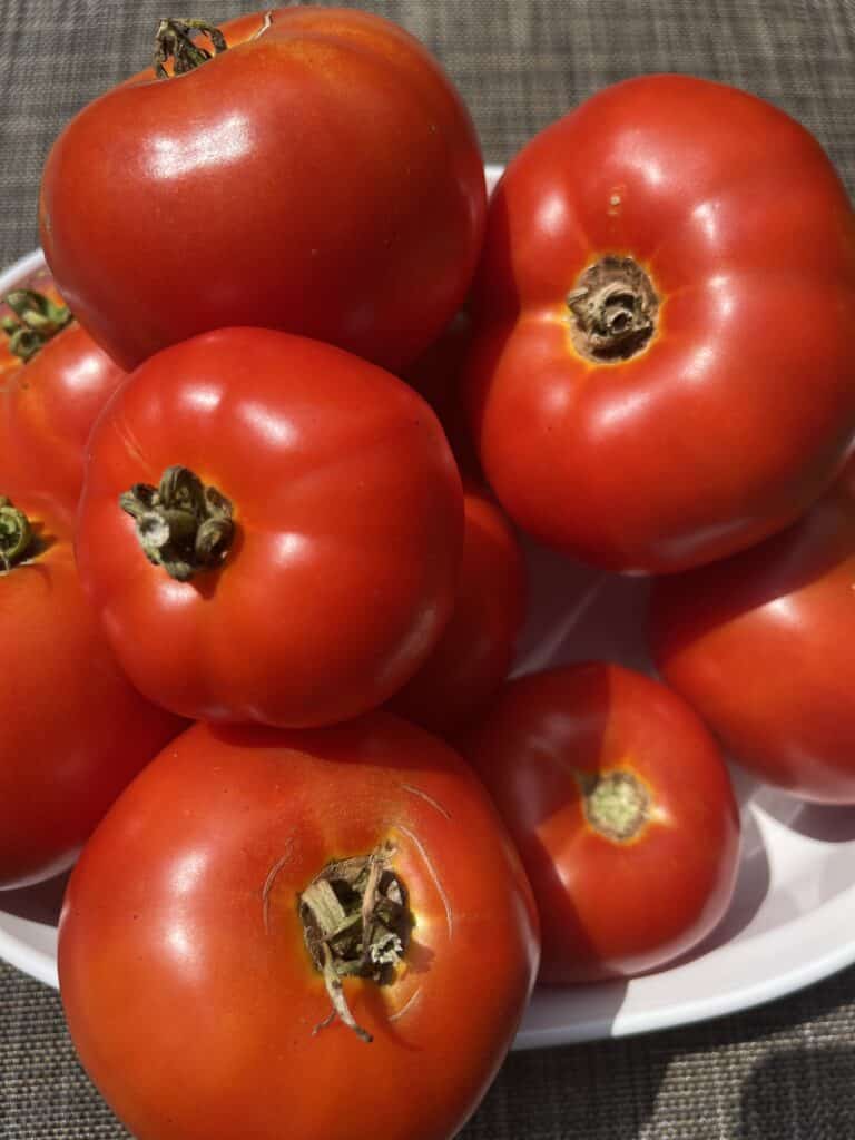 A white bowl with ripe red tomatoes, a true Garden Must Haves, sits on a brown textured surface in bright sunlight.