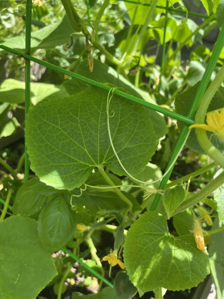 Garden Must Haves: Green cucumber plant leaves and tendrils climb a trellis, blossoms and basil visible below.