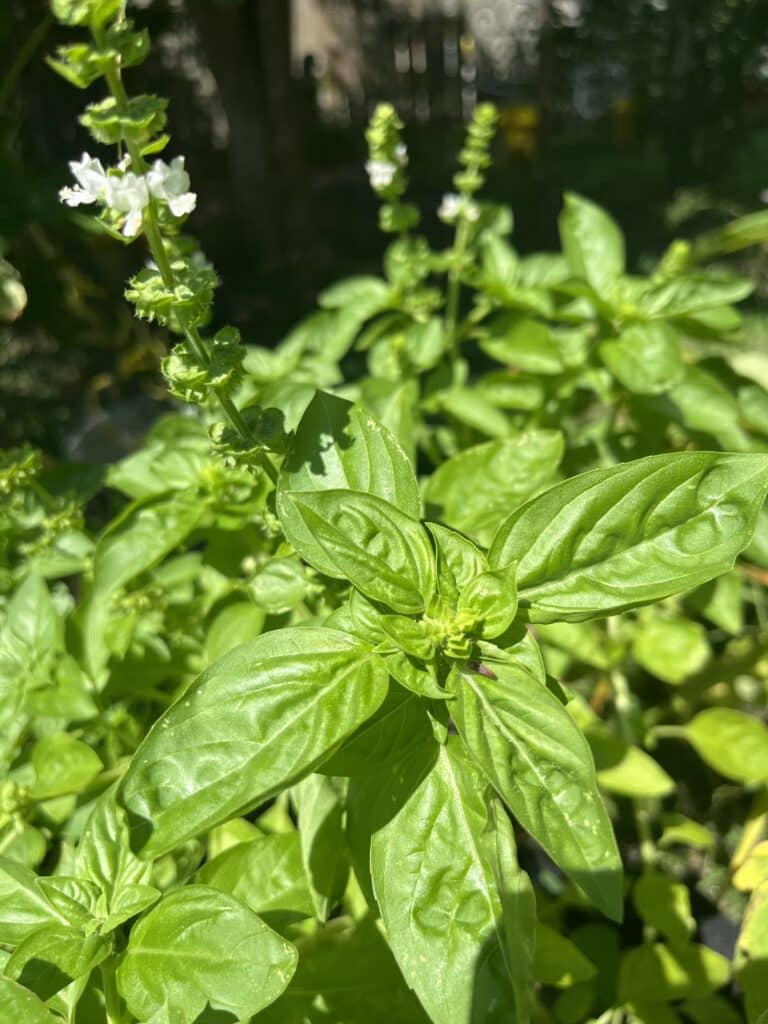 Close-up of vibrant green basil, a Garden Must Have, with small white flowers basking in bright sunlight.