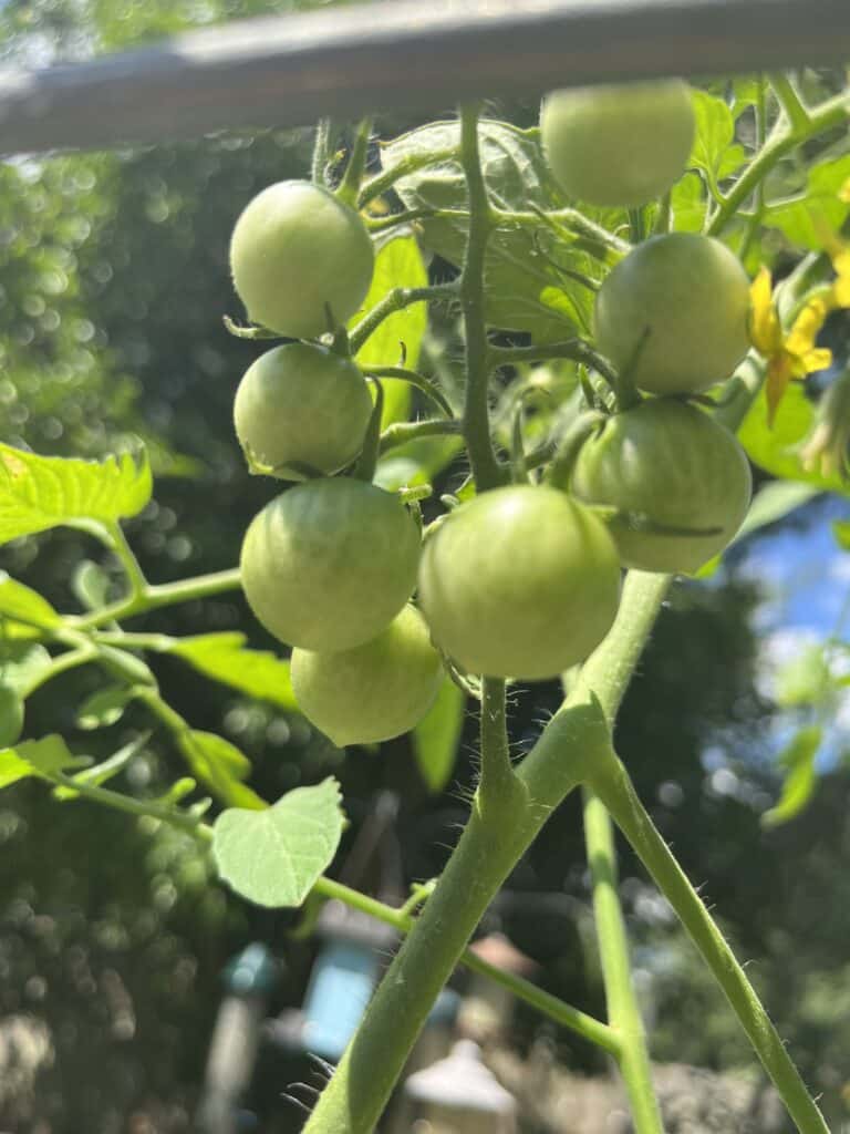 Cluster of small, unripe green tomatoes on the vine—one of the true garden must haves for any outdoor grower.