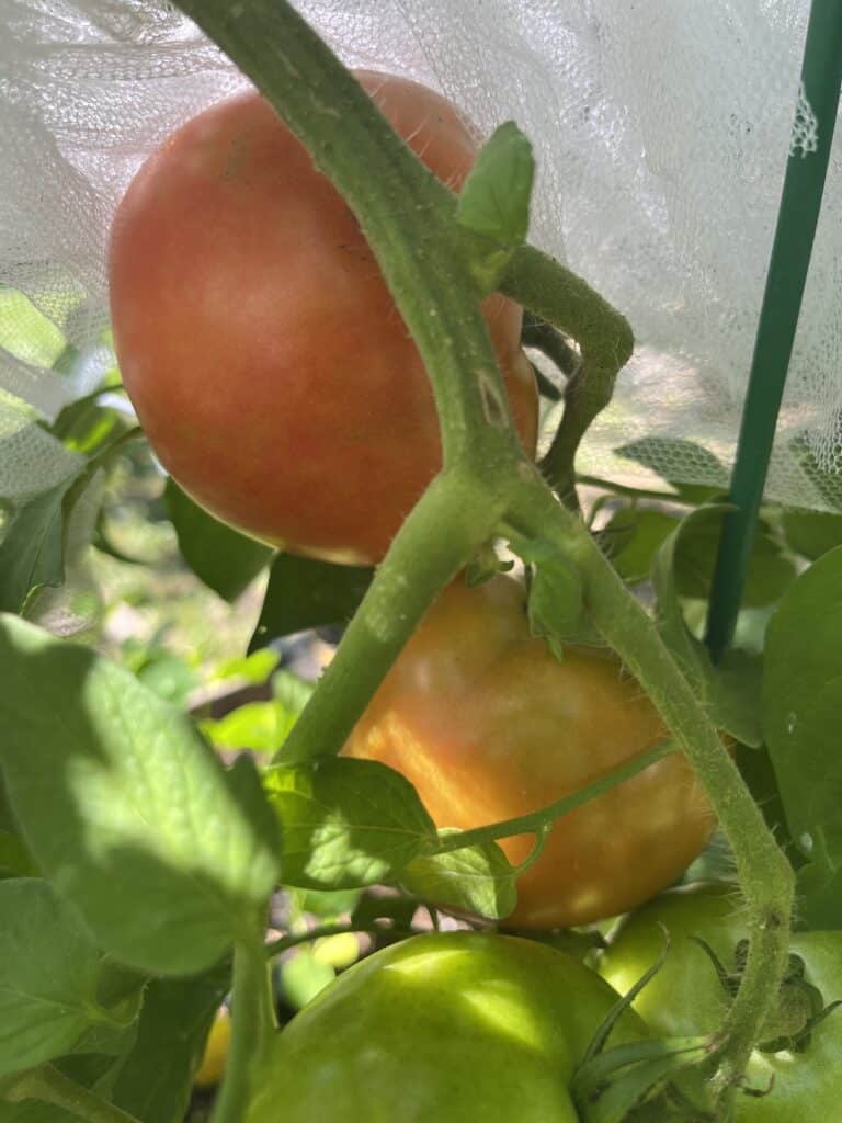 Two ripening tomatoes on the vine—one of our Garden Must Haves—bask under sunlight through a white mesh cover.