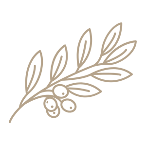 A simple line drawing of an olive branch with leaves and three small olives in a soft brown tone on a light background.