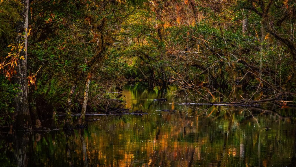 Dense, green trees reflect on a calm swamp—an escape from the bustle of things to do in Myrtle Beach.